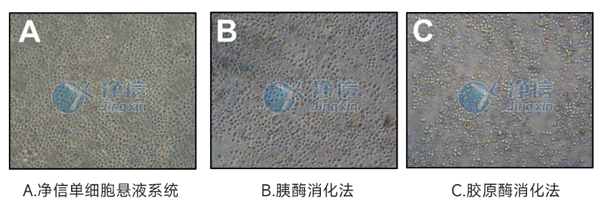 顯微鏡下觀(guān)察不同處理方法的細(xì)胞形態(tài).png